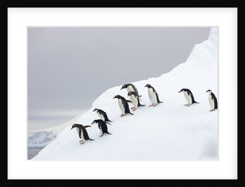 Penguins Walking to Edge of Iceberg by Anonymous