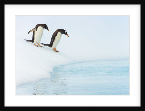 Gentoo Penguins Preparing to Jump in Water by Anonymous