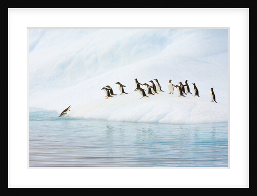 Gentoo Penguins Leaving Iceberg by Anonymous