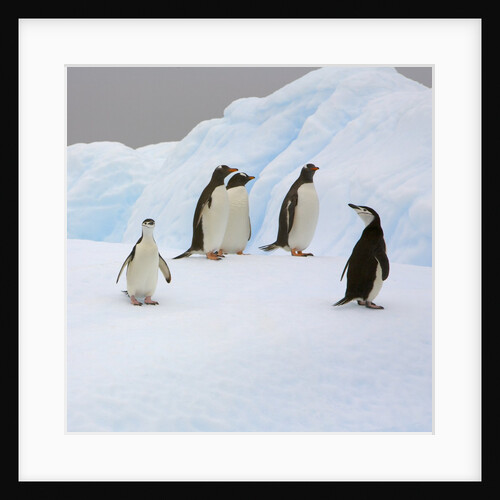 Penguins Standing on Iceberg by Anonymous