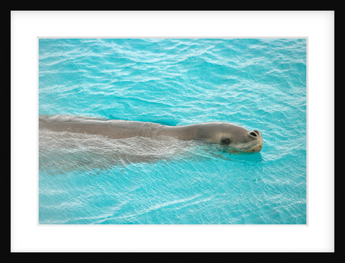 Leopard Seal Swimming by Anonymous