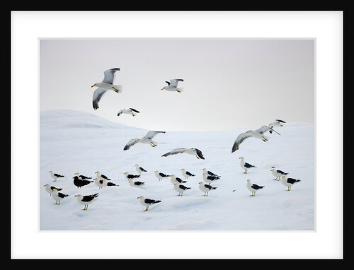 Flock of Dominican Gulls on Iceberg by Anonymous