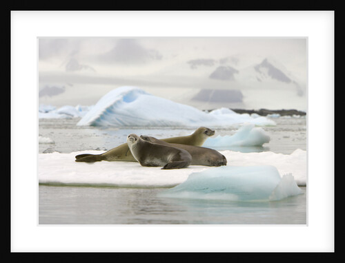 Crabeater Seals Resting on Ice Floe by Anonymous