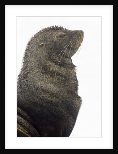 Southern Fur Seal by Anonymous