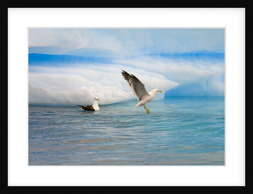 Dominican Seagulls by Iceberg by Anonymous