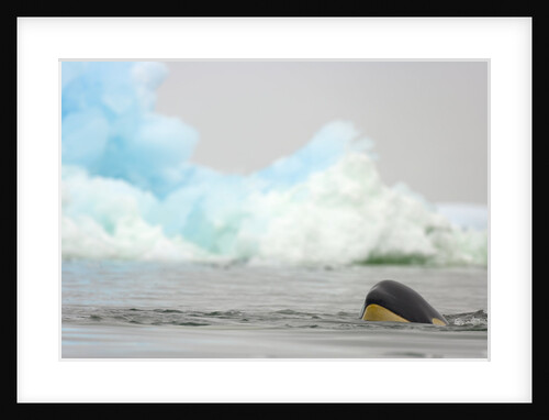 Killer Whale Swimming near Iceberg by Anonymous