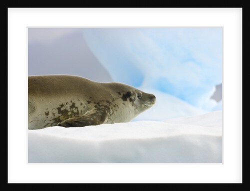 Crabeater Seal Resting on Ice by Anonymous