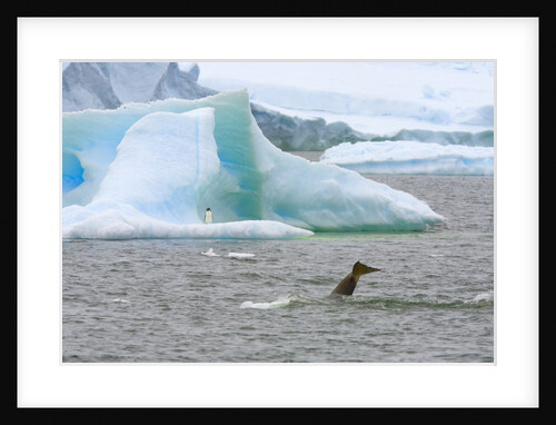 Killer Whale Diving near Penguin on Iceberg by Anonymous