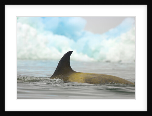 Killer Whale Swimming near Iceberg by Anonymous