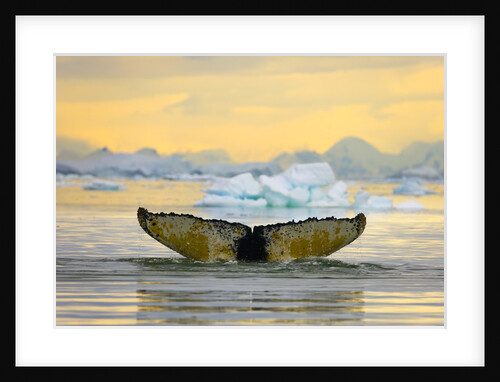 Humpback Whale Diving and Displaying Fluke by Anonymous