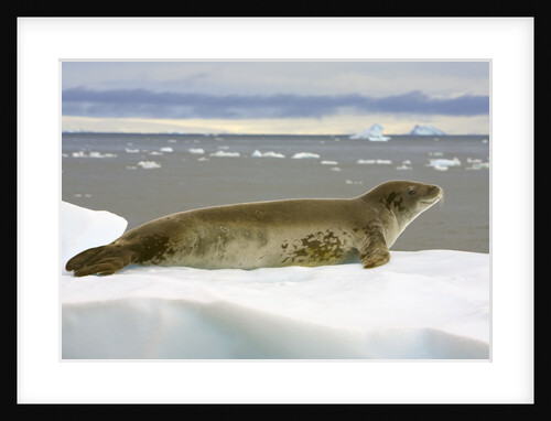 Leopard Seal Resting on Ice by Anonymous