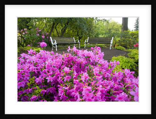 Benches Set amid Rhododendrons by Anonymous