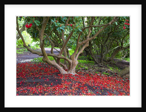 Flowers Fallen from Rhododendron Bush by Anonymous
