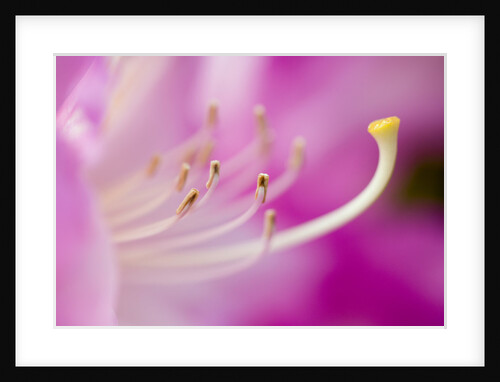 Close-up of Pink Rhododendron Bloom by Anonymous