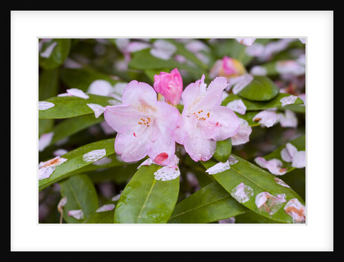 Pink Rhododendron Blossoms by Anonymous