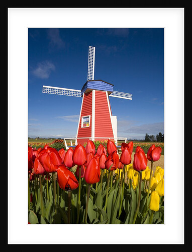 Windmill in Tulip Field by Anonymous