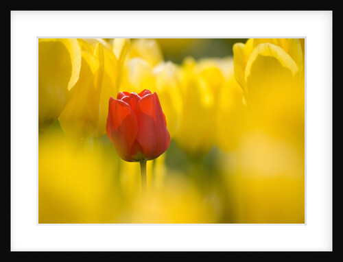 Red Tulip with Yellow Tulips by Anonymous