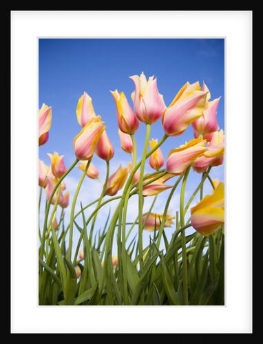 Pink and Yellow Tulips by Anonymous