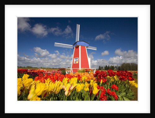 Windmill in Tulip Field by Anonymous