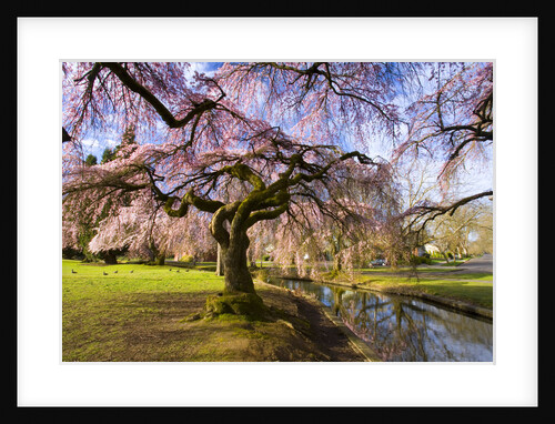 Blooming Cherry Trees by Creek by Anonymous