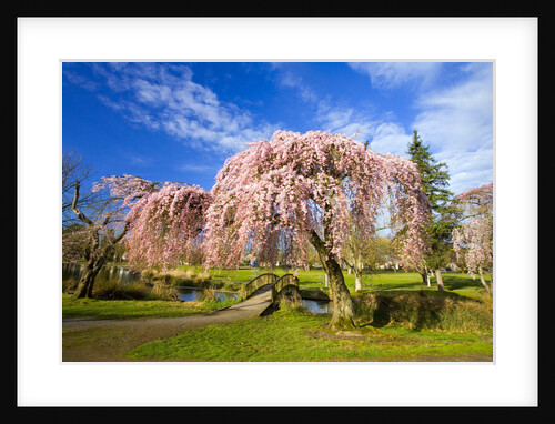 Footbridge Between Cherry Trees in Bloom by Anonymous