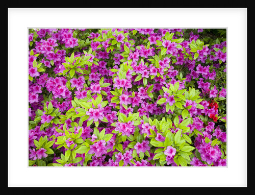 Azaleas in Bloom by Anonymous
