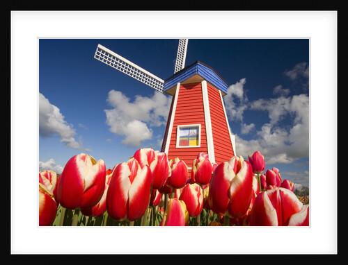Windmill in Tulip Field by Anonymous