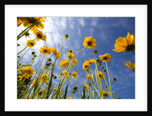 Yellow Wildflowers in Bloom by Anonymous