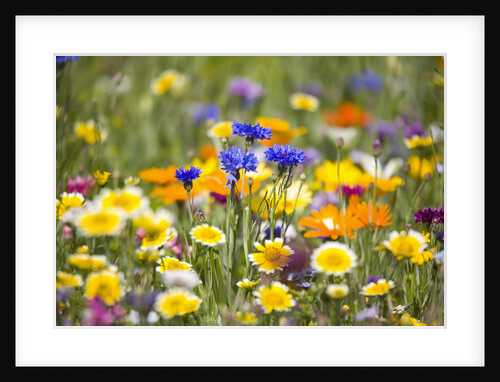 Wildflowers in Bloom by Anonymous