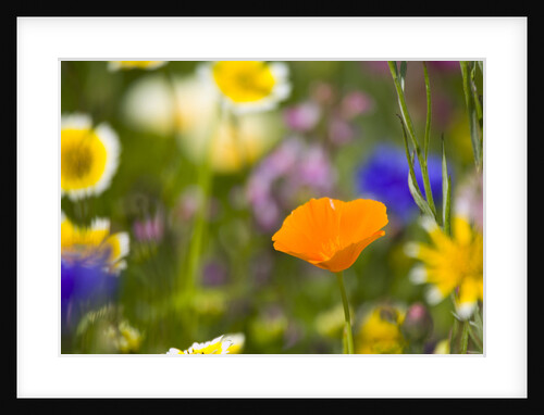 California Poppy Among Wildflowers by Anonymous
