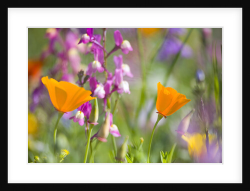 Wildflowers by Anonymous