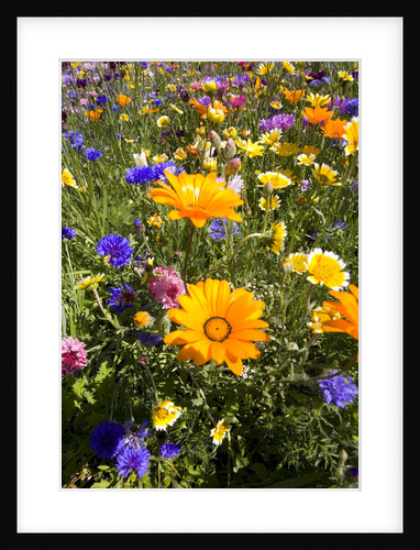 Wildflowers in Bloom by Anonymous