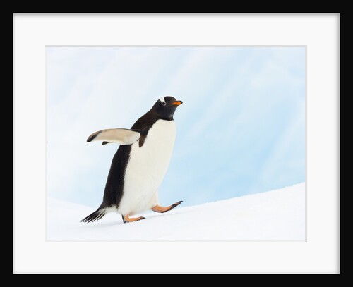 Gentoo Penguin on Iceberg in Gerlache Strait by Anonymous
