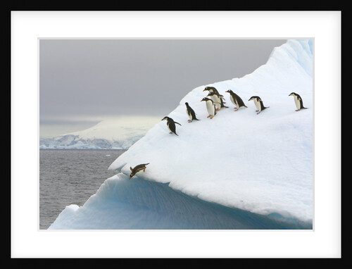 Gentoo Penguin Jumping Off Iceberg in Gerlache Strait by Anonymous
