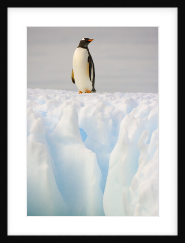 Gentoo Penguin on Ice Floe on the Antarctic Peninsula by Anonymous