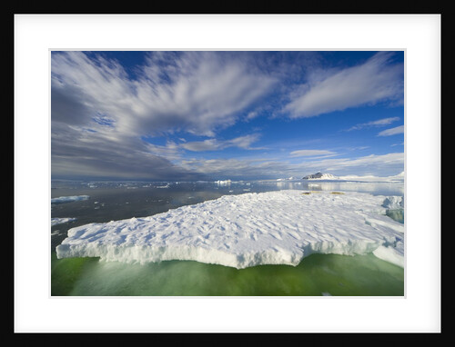 Crabeater Seals on Ice Floe at Holtedehl Bay by Anonymous