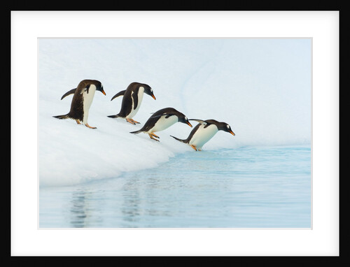 Gentoo Penguins Contemplating Jumping into Gerlache Strait by Anonymous