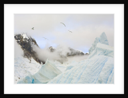 Gulls Flying Above Stranded Icebergs at Boothe Island by Anonymous