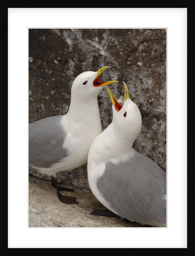 Black-legged Kittiwake Breeding Couple Greeting each Other by Anonymous