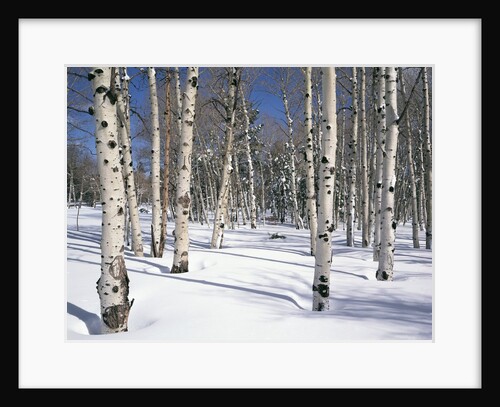 Quaking Aspens in Snow by Anonymous