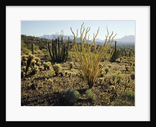 The Sonoran Desert at Sunrise by Anonymous
