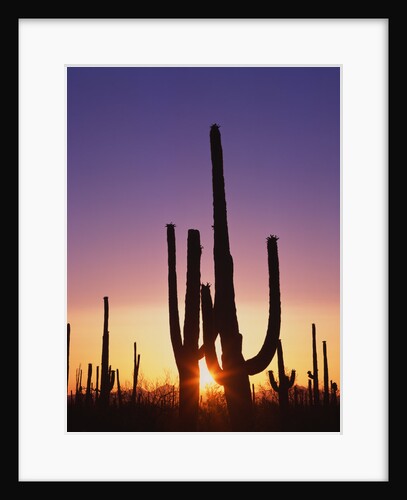 Saguaro Cacti at Sunset by Anonymous