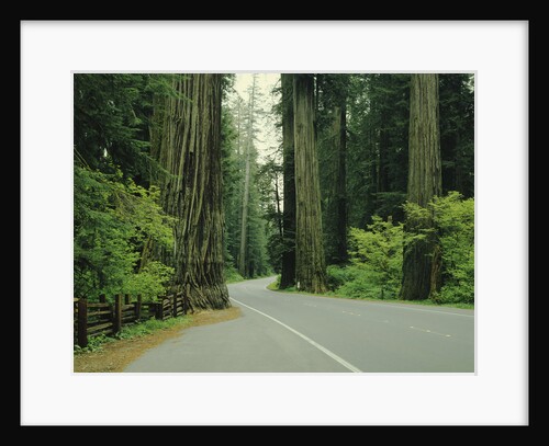 Highway 101 through Redwoods by Anonymous