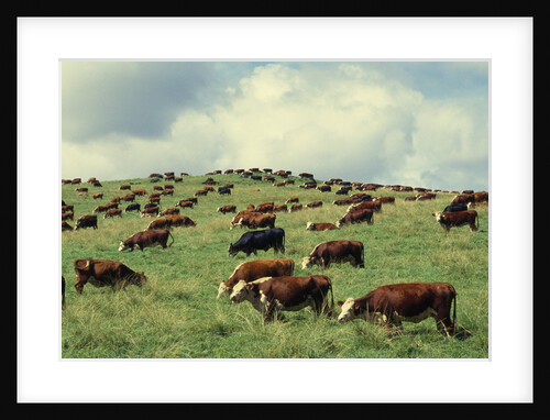 Hereford Cattle Grazing on Hill by Anonymous