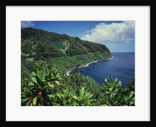 Lush Growth Along Coastline by Anonymous
