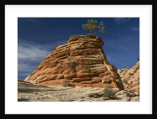 Pinyon Pine atop Sandstone Hoodoo by Anonymous