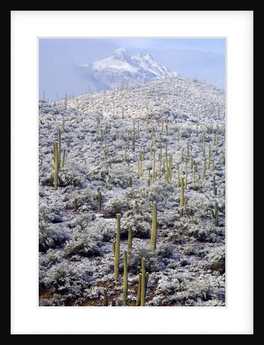 Sonoran Desert in winter by Anonymous