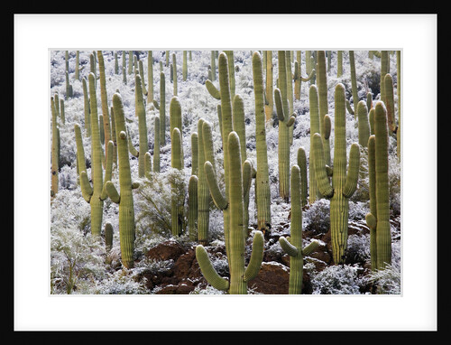 Saguaro Cacti in Snow by Anonymous