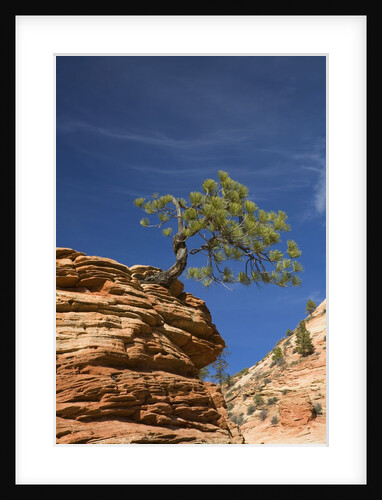Pinyon Pine atop Sandstone Hoodoo by Anonymous