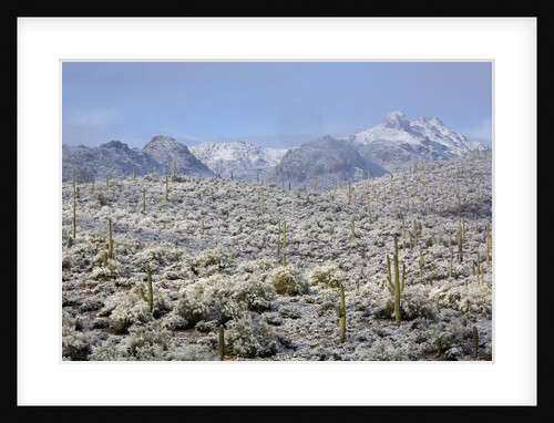 Sonoran Desert in winter by Anonymous